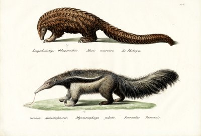 Pangolino formichiere, 1824 da Karl Joseph Brodtmann